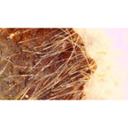 Microscópio com gravação de imagem e vídeo PCE-DHM 5