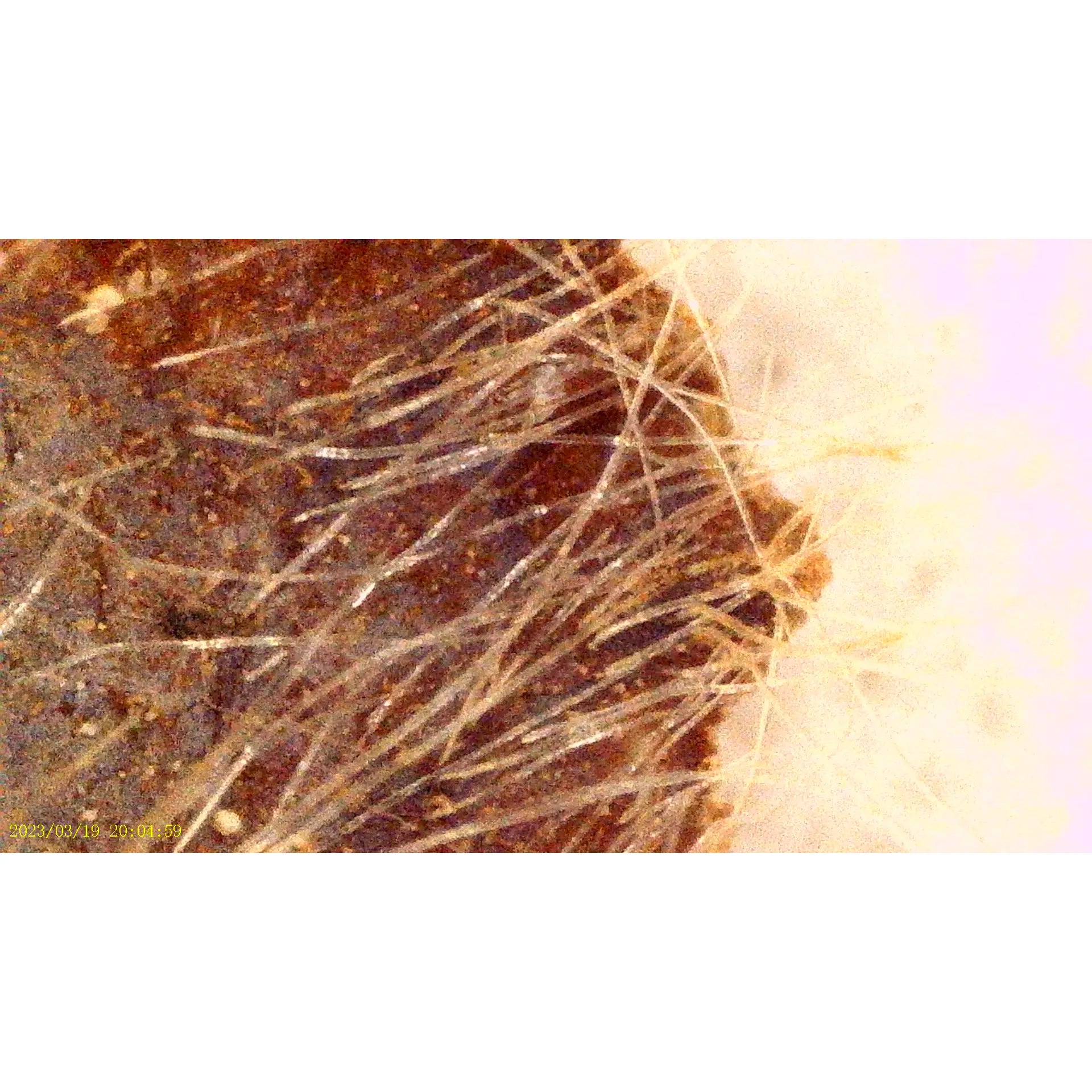 Microscópio com gravação de imagem e vídeo PCE-DHM 5